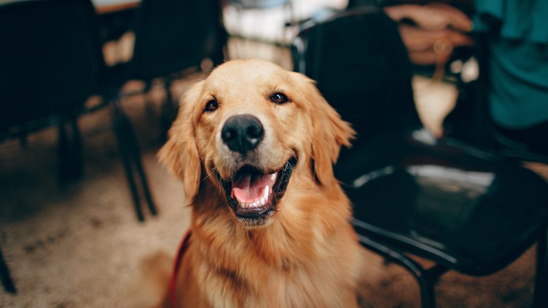 Comment reconnaître la race d’un chiot ?