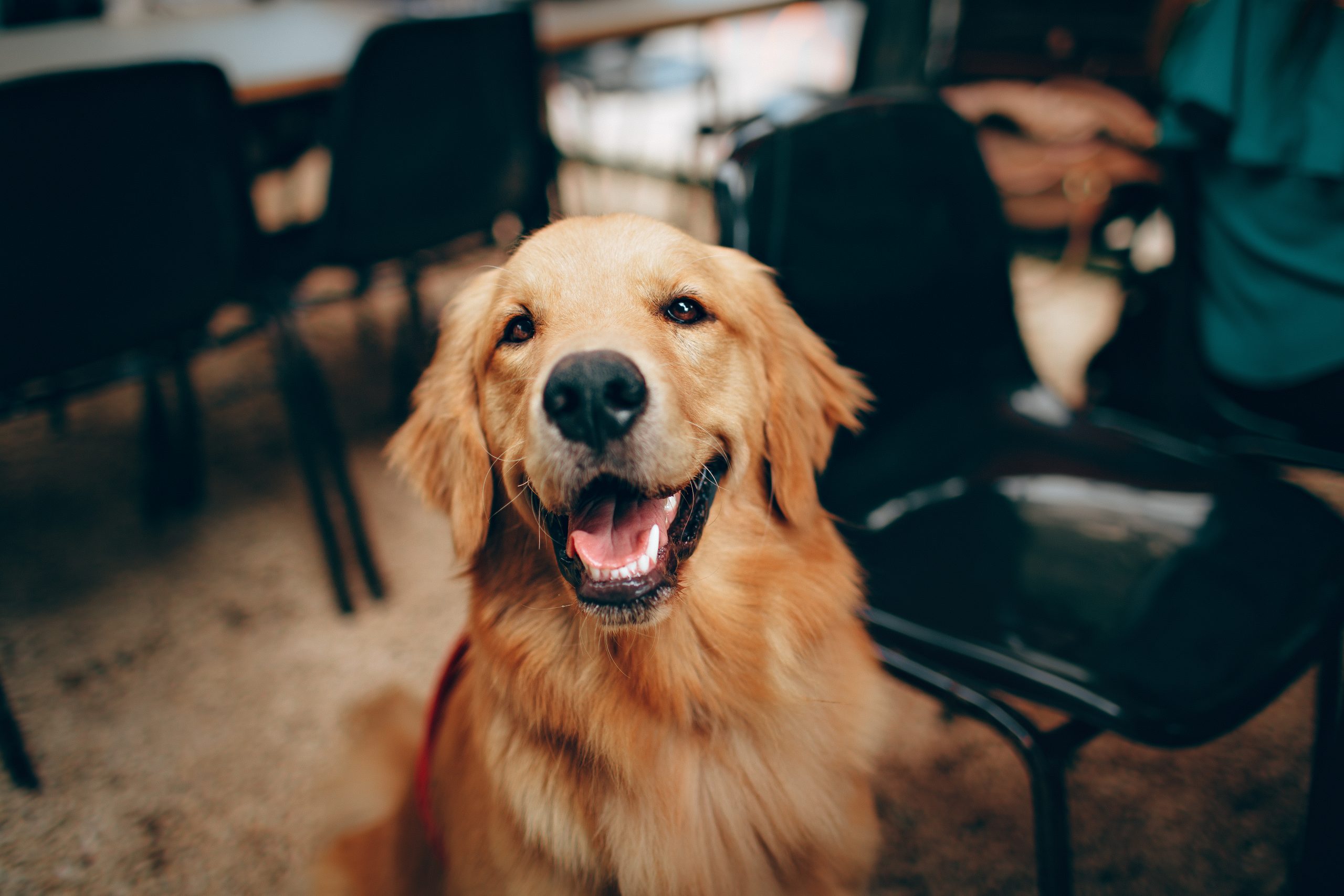 Comment reconnaître la race d’un chiot ?