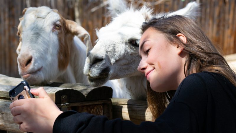 Quand réserver son billet pour un parc animalier ?