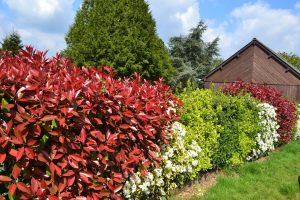 photinia