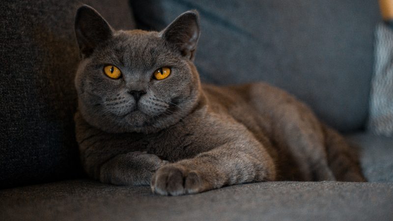 Comment elever un British Shorthair ?