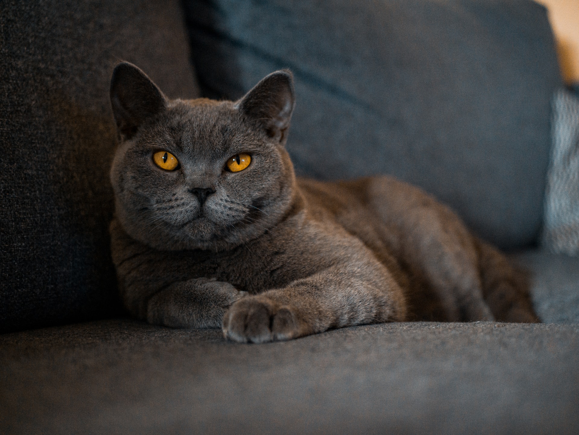 Comment elever un British Shorthair ?