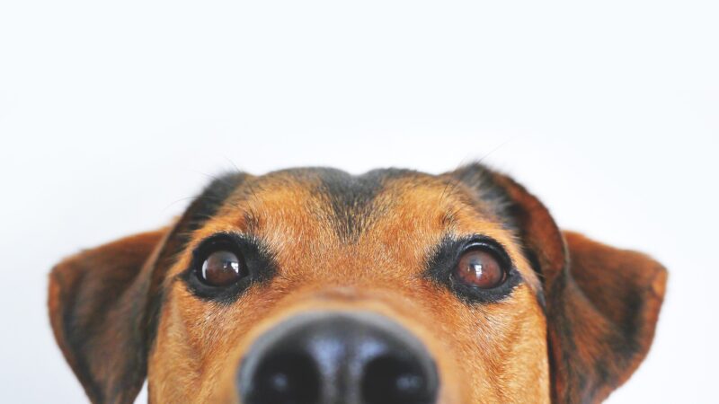 Quelle portion de croquettes pour quel chien ?