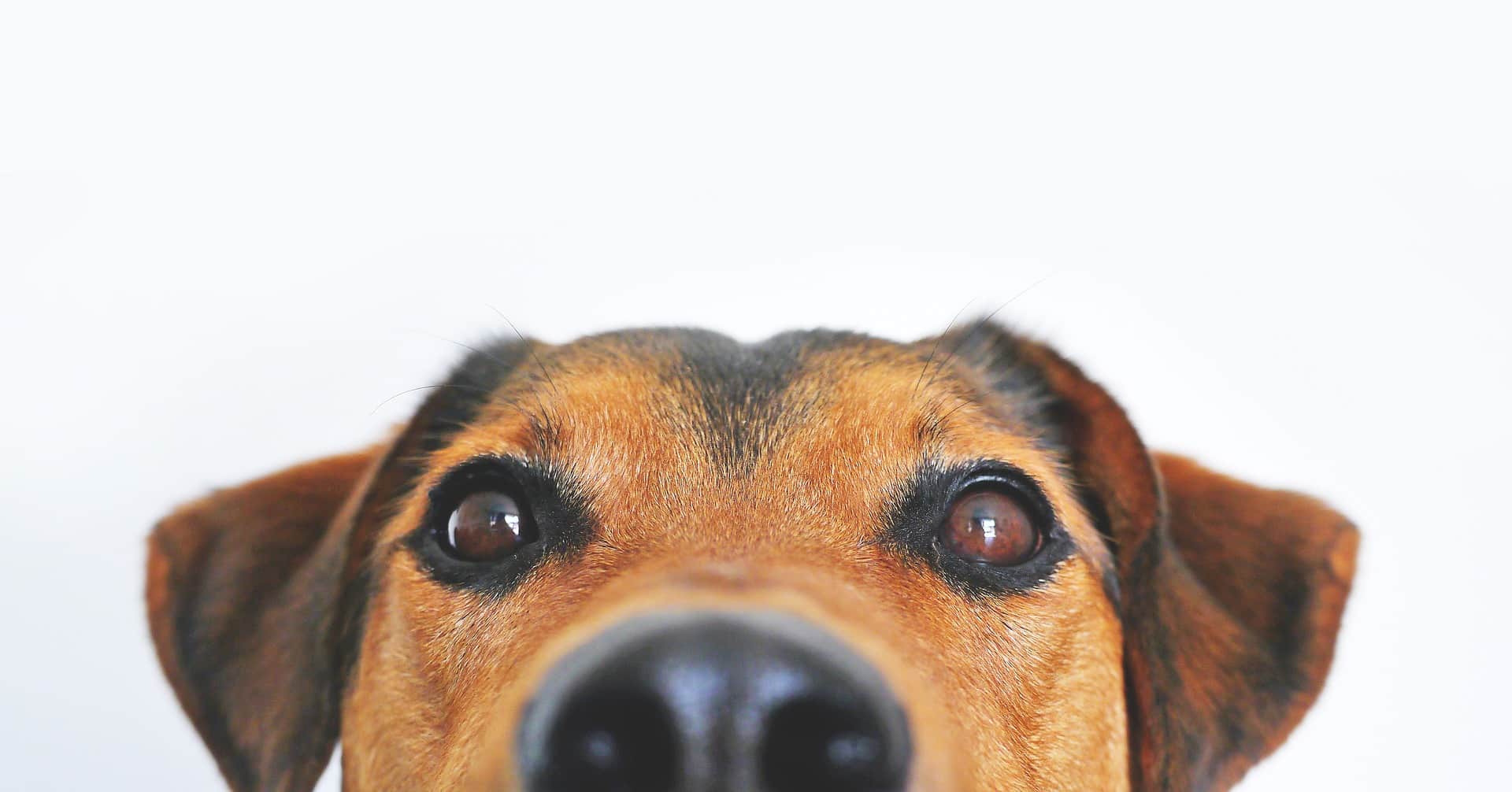 Quelle portion de croquettes pour quel chien ?